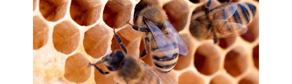 yellow and black bee on yellow and black surface