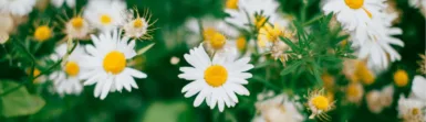 shallow shot of white daisies